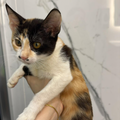 2 Cats / Male & Female / 5 Months Old - Zue For Pet Supplies Co.