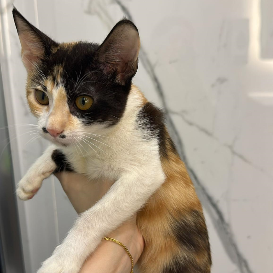 2 Cats / Male & Female / 5 Months Old - Zue For Pet Supplies Co.