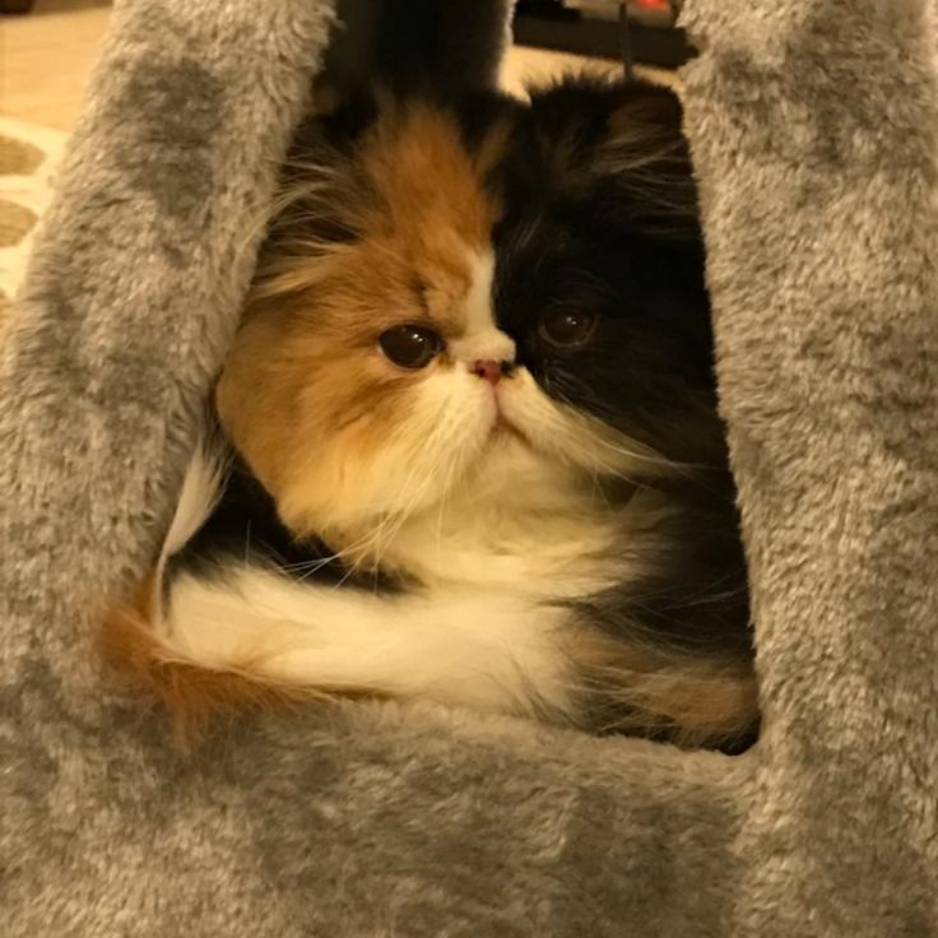 Persian Long Hair / Female - Zue For Pet Supplies Co.