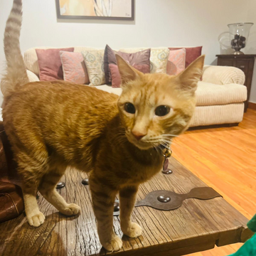 Arabian Cat / Male - Zue For Pet Supplies Co.