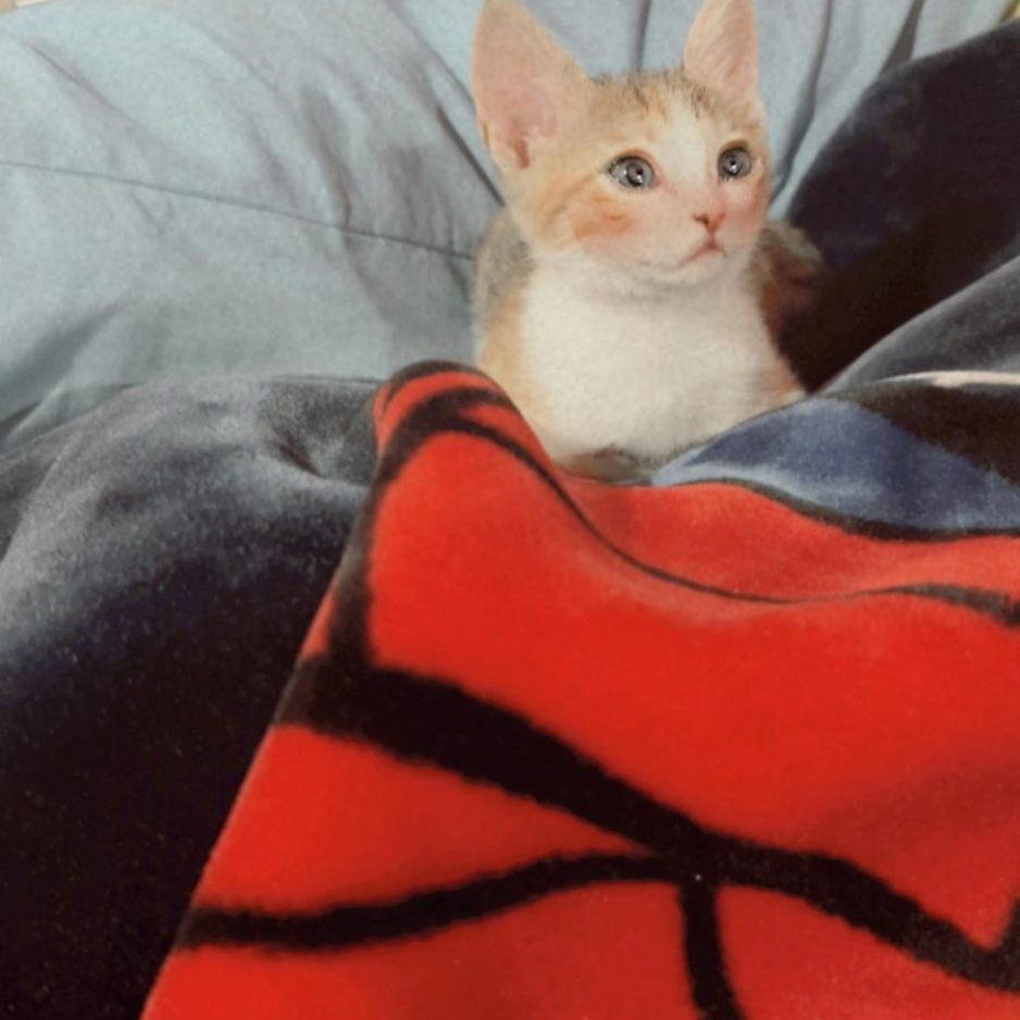 Lucy / 3 Months Old - Zue For Pet Supplies Co.