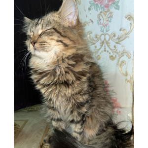 3 Persian Cats / Female - Zue For Pet Supplies Co.