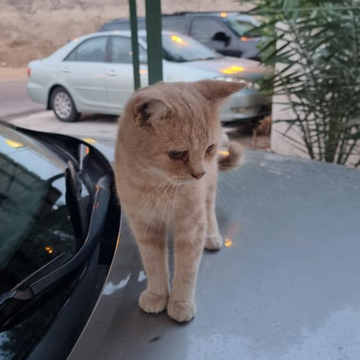 British Shorthair / Male / 1-2 Years Old