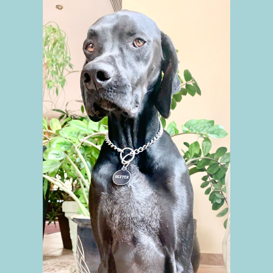 German Shorthaired Pointer (GSP) / Male - Zue For Pet Supplies Co.
