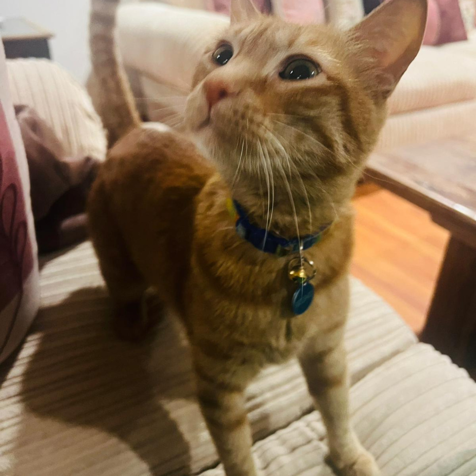 Arabian Cat / Male - Zue For Pet Supplies Co.