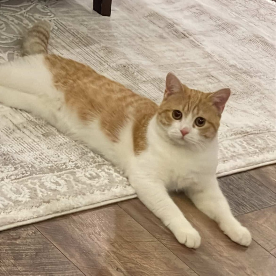 Cat / Male / 9 Months Old - Zue For Pet Supplies Co.