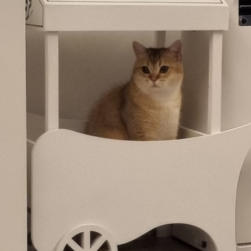 British Cat / 3 Years Old - Zue For Pet Supplies Co.