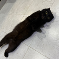 Tota / Scottish Fold - Zue For Pet Supplies Co.
