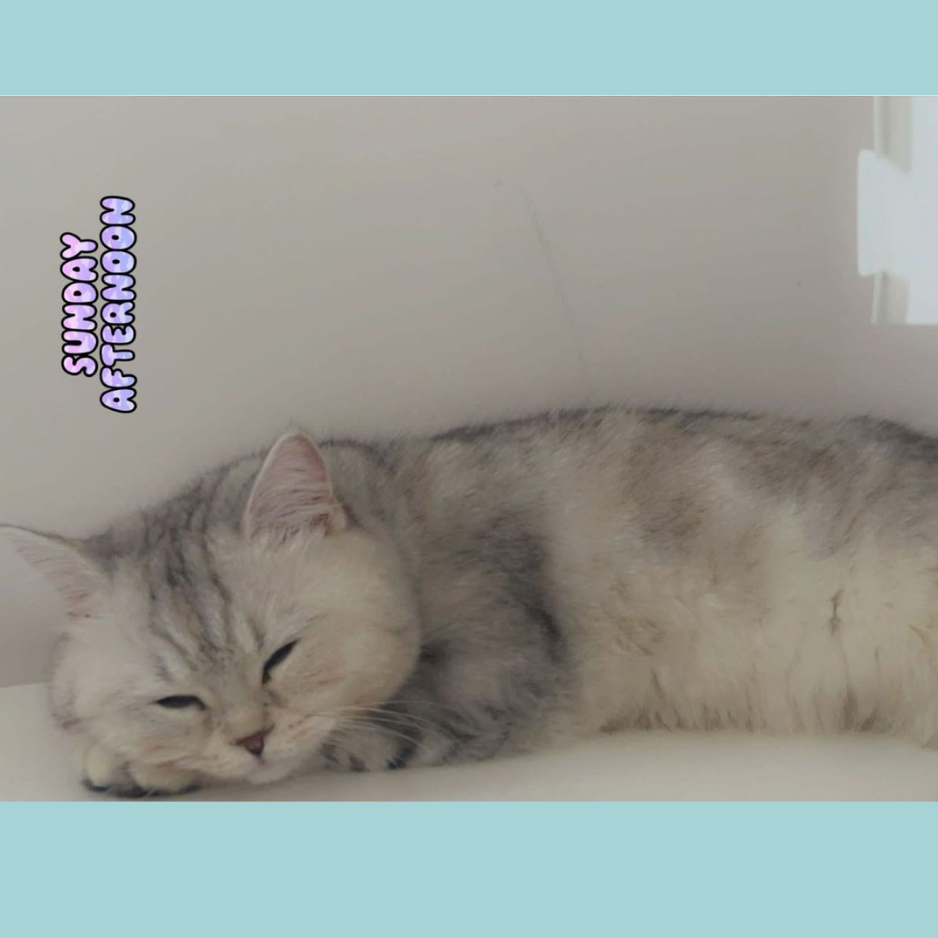 British Shorthair / Female - Zue For Pet Supplies Co.