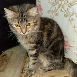 3 Persian Cats / Female - Zue For Pet Supplies Co.