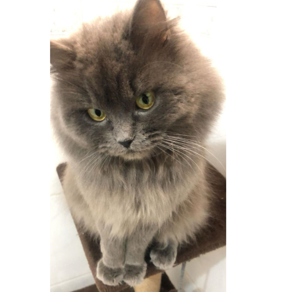 Echo / Persian - Zue For Pet Supplies Co.