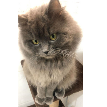 Echo / Persian - Zue For Pet Supplies Co.
