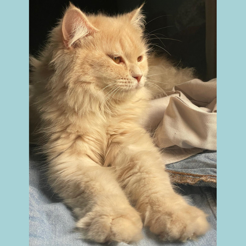 Persian & Turkish Angora Mix