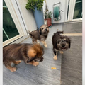5 Puppies - Zue For Pet Supplies Co.