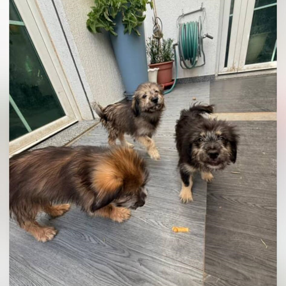 5 Puppies - Zue For Pet Supplies Co.