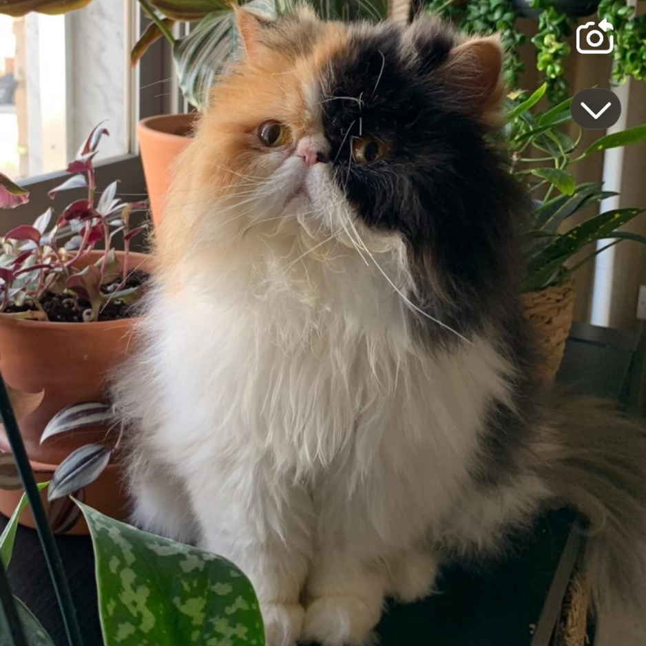 Persian Long Hair / Female - Zue For Pet Supplies Co.