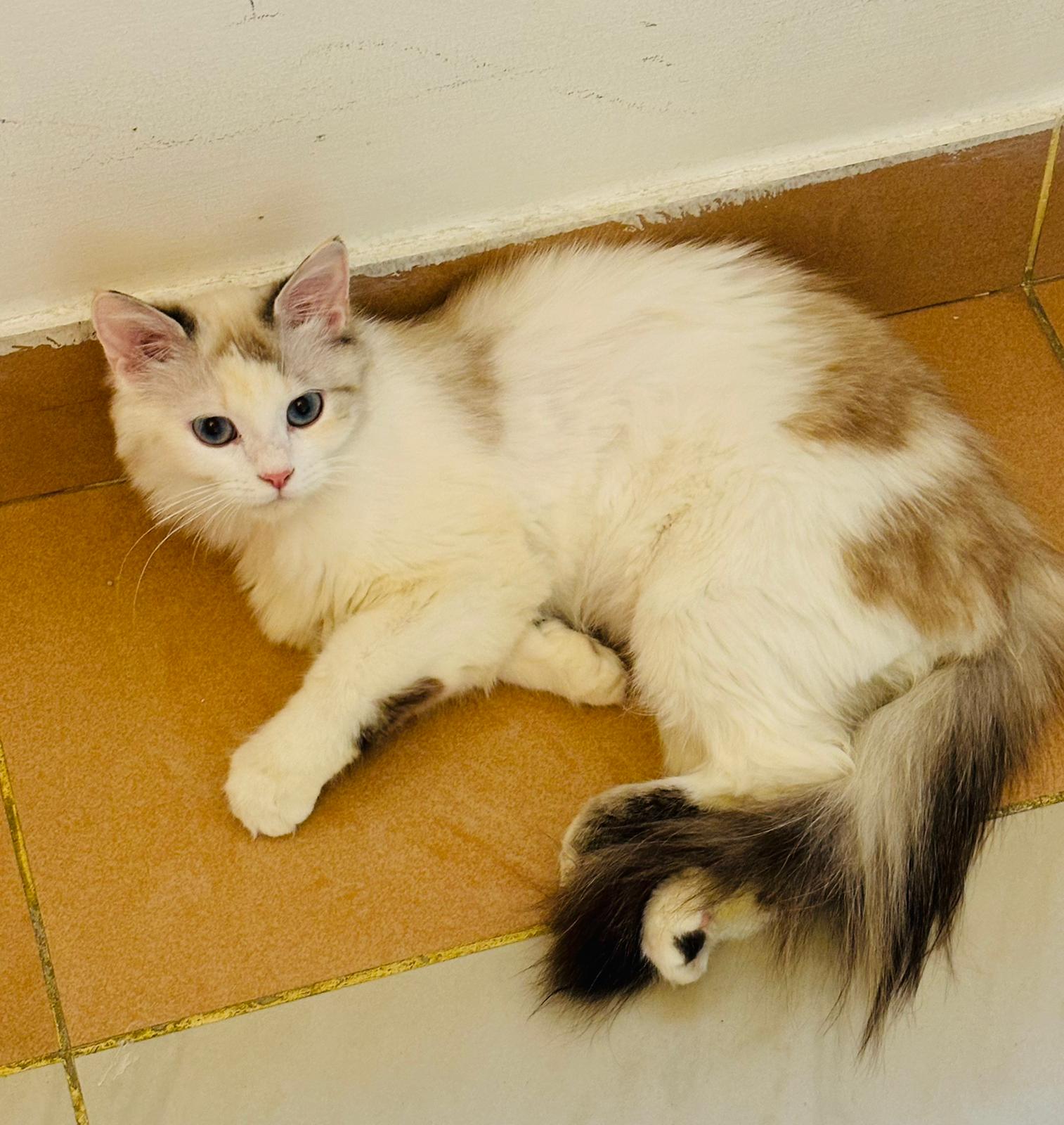 2 Cats / Male & Female - Zue For Pet Supplies Co.