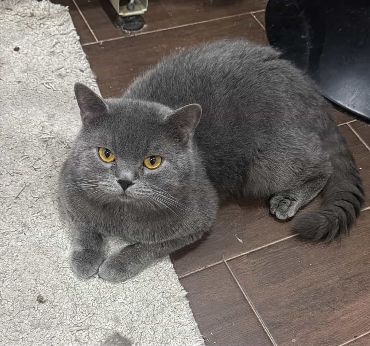 Floki / Male - Zue For Pet Supplies Co.