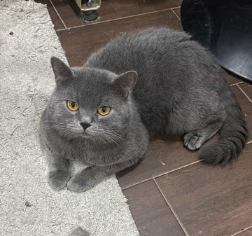 Floki / Male - Zue For Pet Supplies Co.