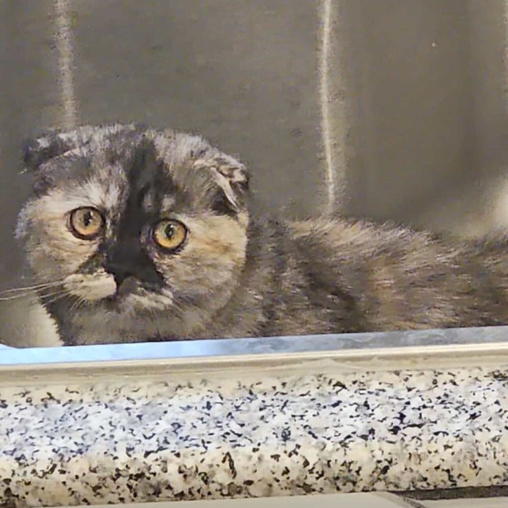 British / Male & Female / 5 Years