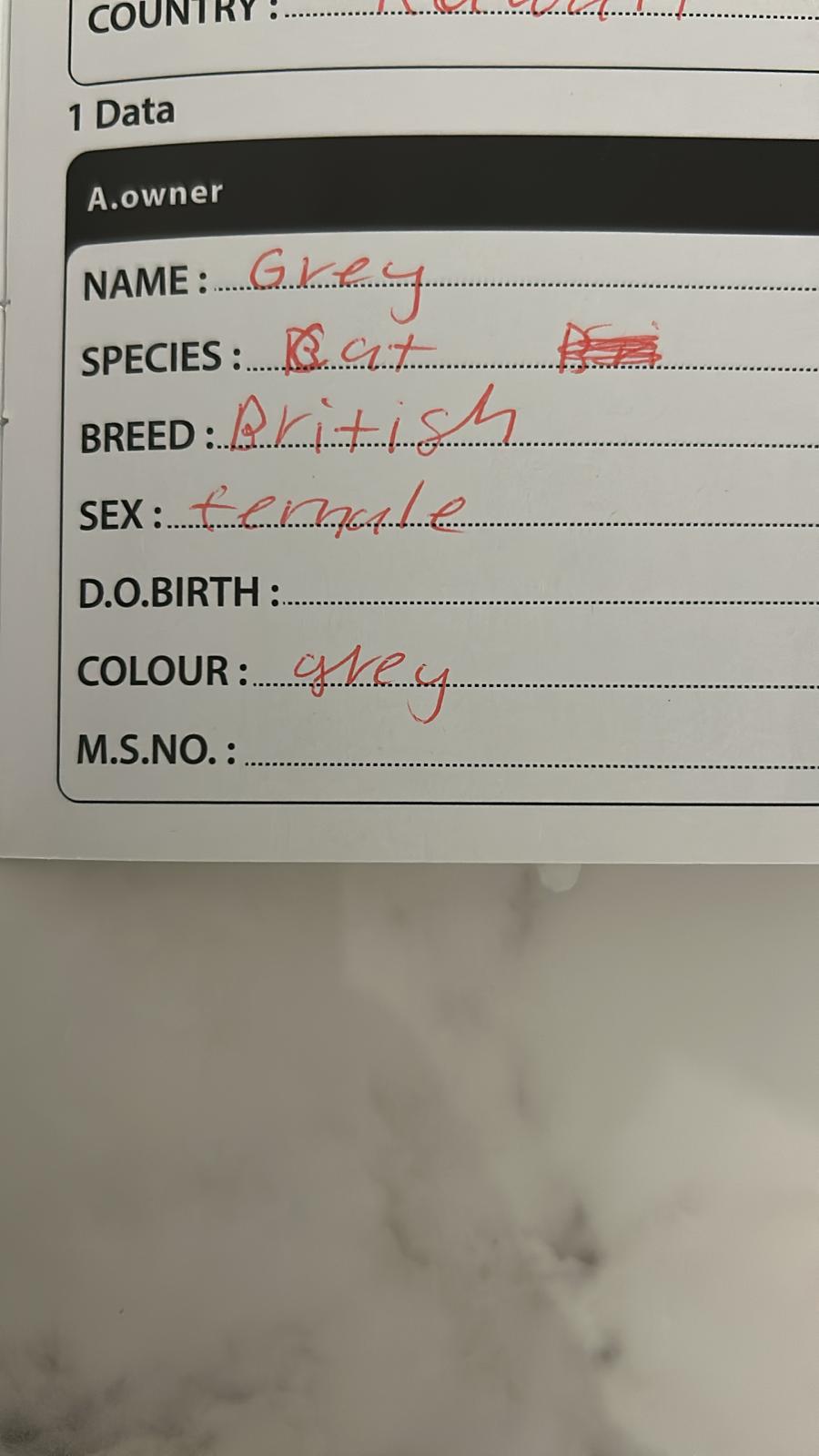 Grey / Female - Zue For Pet Supplies Co.