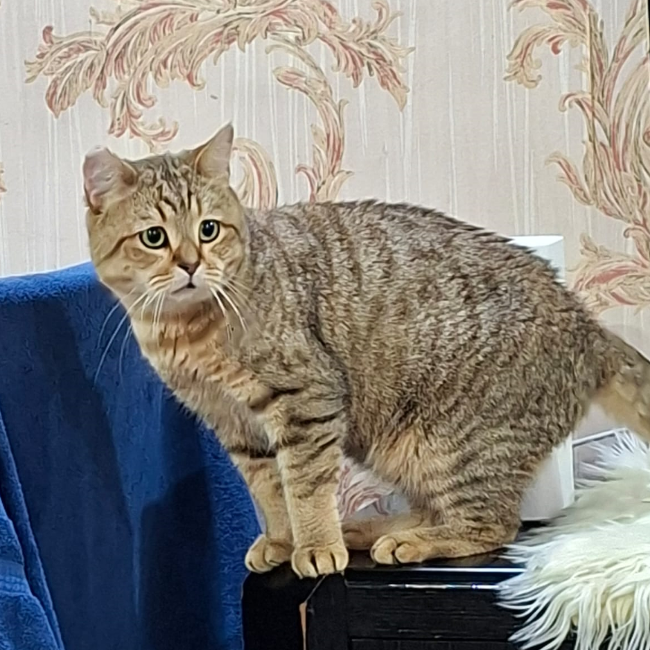Bengal Cat / Male - Zue For Pet Supplies Co.
