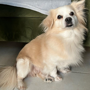 Ron / Golden Retriever × Corgi Mix - Zue For Pet Supplies Co.