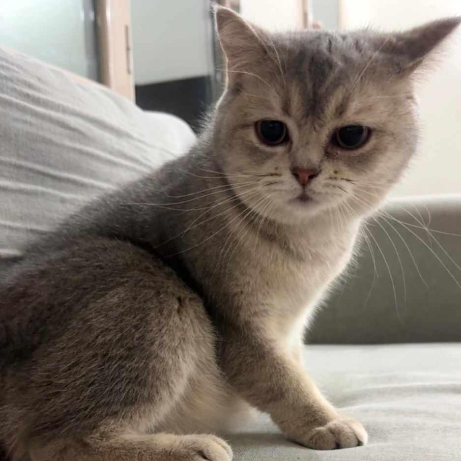 British Shorthair / Female