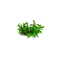 Flamingo Ad Umbra Aquarium Plant 15X7X9cm - اكسسوارات الأسماك - Zue For Pet Supplies Co.