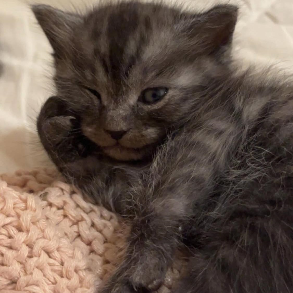 Male Kitten / 2 Months - Zue For Pet Supplies Co.