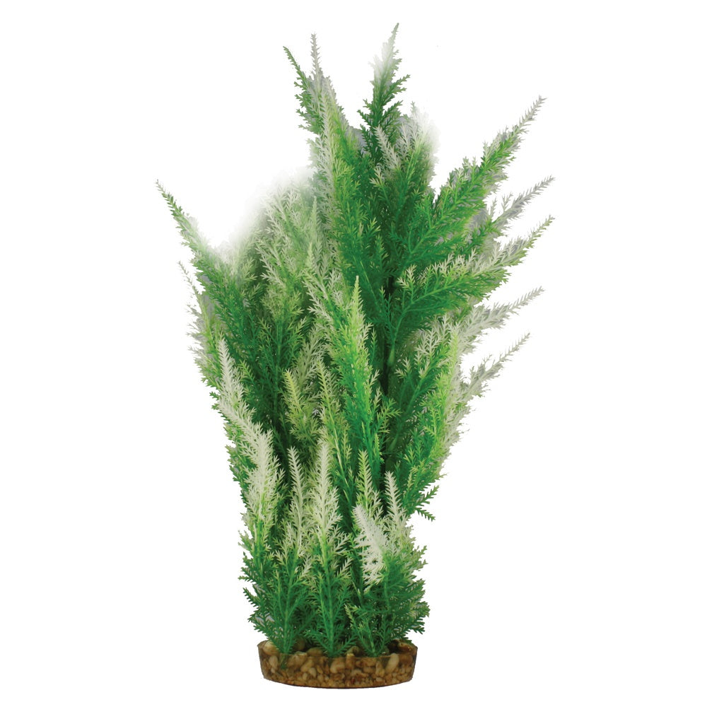 Hugo Mizu Selaginella Wild 40cm - ديكور حوض السمك - Zue For Pet Supplies Co.