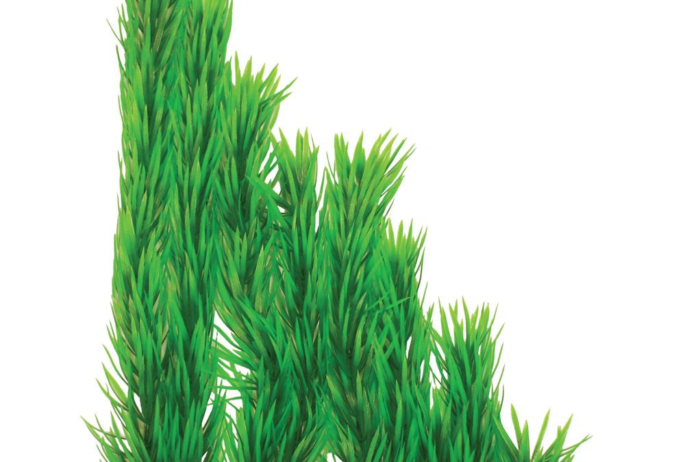 Hugo Pogestemon Green  50cm - ديكور حوض السمك - Zue For Pet Supplies Co.