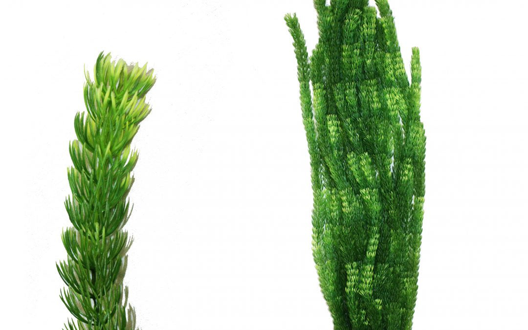 Hugo Xl Large Plant Green 3 95cm - ديكور حوض السمك - Zue For Pet Supplies Co.