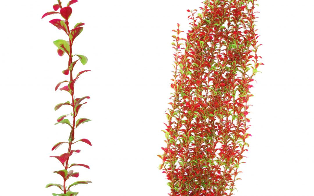 Hugo Xl Plant Red/Green  95cm - ديكور حوض السمك - Zue For Pet Supplies Co.