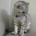 Casper - Zue For Pet Supplies Co.