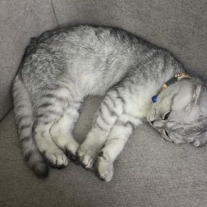 Casper - Zue For Pet Supplies Co.