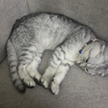 Casper - Zue For Pet Supplies Co.