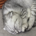 Casper - Zue For Pet Supplies Co.