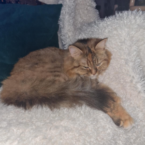 2 Scottish Cats - Zue For Pet Supplies Co.