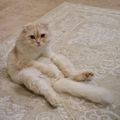 2 Scottish Cats - Zue For Pet Supplies Co.