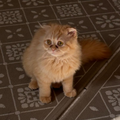 Bella / Female - Zue For Pet Supplies Co.