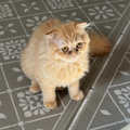 Bella / Female - Zue For Pet Supplies Co.