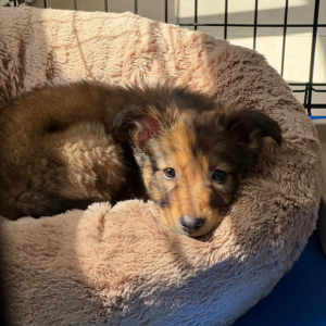 German Shepherd mix - Zue For Pet Supplies Co.