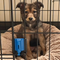 German Shepherd mix - Zue For Pet Supplies Co.