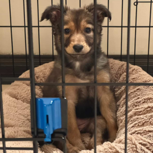German Shepherd mix - Zue For Pet Supplies Co.