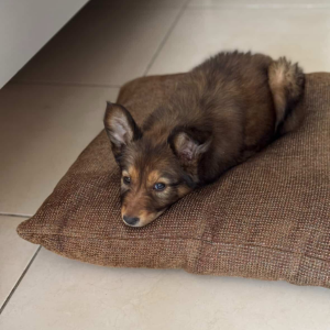 German Shepherd mix - Zue For Pet Supplies Co.