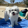 Hope - Zue For Pet Supplies Co.