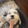 Hope - Zue For Pet Supplies Co.