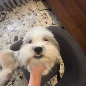 Hope - Zue For Pet Supplies Co.