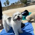 Hope - Zue For Pet Supplies Co.